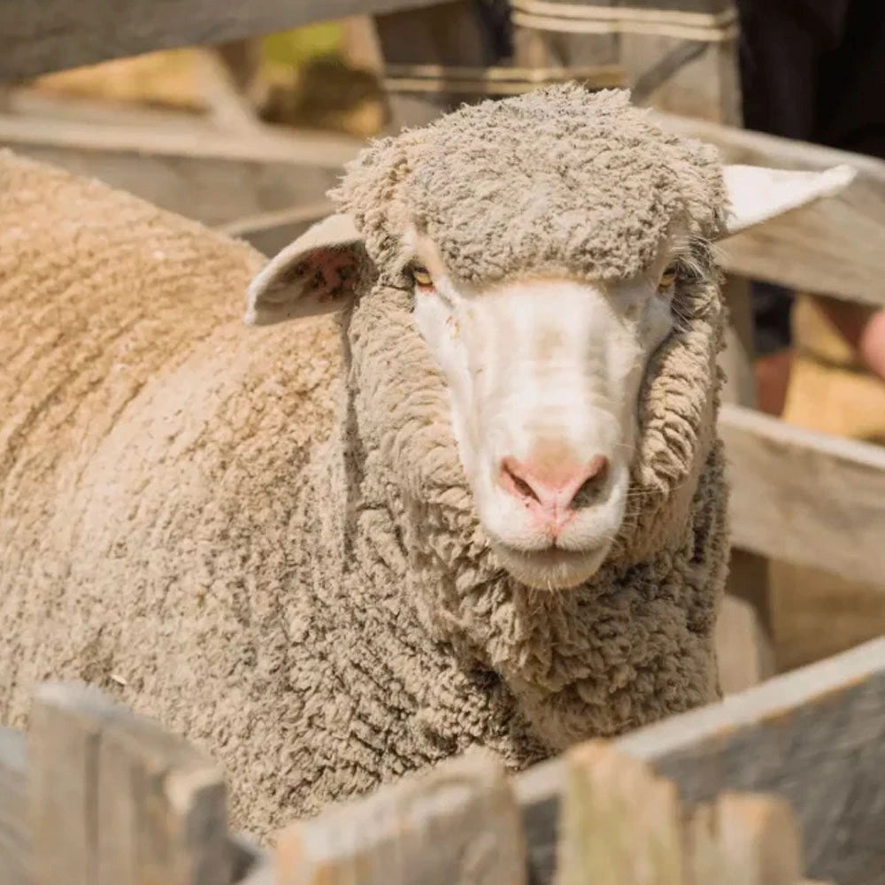 100% Australian merino wool